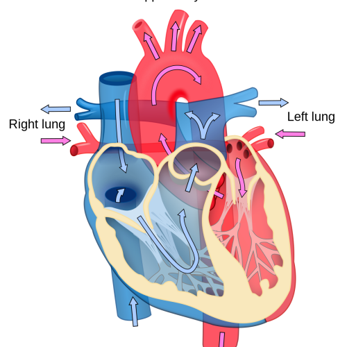 1200px-Heart_diagram_blood_flow_en.svg