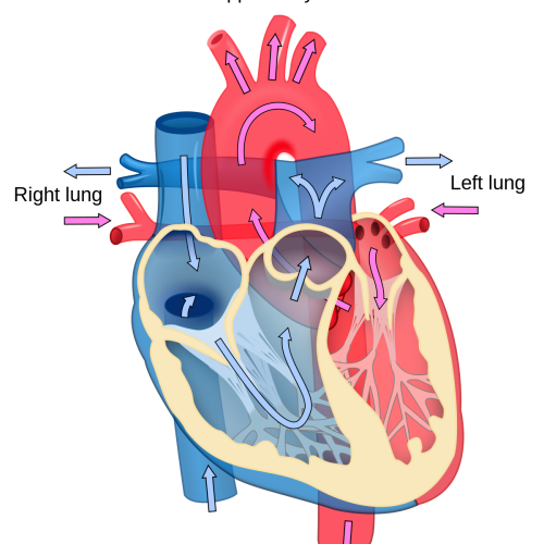 1200px-Heart_diagram_blood_flow_en.svg 1200px-Heart_diagram_blood_flow_en.svg