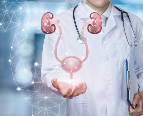 A medical worker shows the urinary system on blurred background. A medical worker shows the urinary system on blurred background.